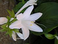 Lys blanc (02) (Photo F. Mrugala)